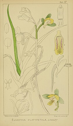 Harry Bolus - Orchids of South Africa - volume II plate 017 (1911).jpg