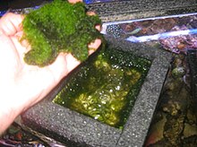 Seaweed is lifted out of the top of an algae scrubber/cultivator, to be discarded or used as food, fertilizer, or skin care Harvesting (cleaning) algae that have grown in an algae scrubber.jpg
