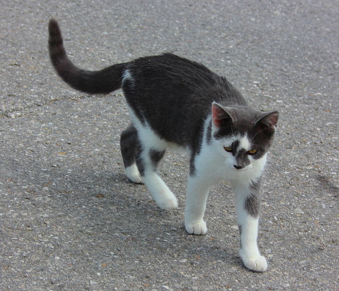 File:Hauskatze grau weiss.JPG