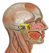 Head deep facial trigeminal.jpg