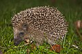 Hedgehog in Bremerhaven, Germany