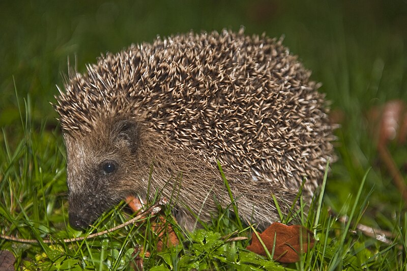 File:Hedgehog-bhv hg.jpg