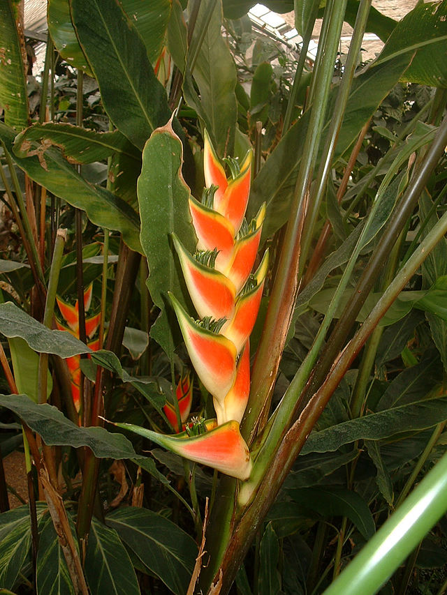 Description de l'image Heliconia wagneriana01.jpg.