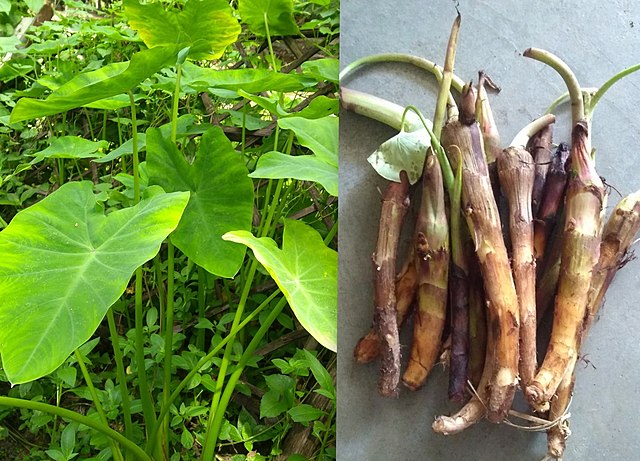 Colocasia or Henru (left) and its root or Dongdar (right) are consumed entirely.