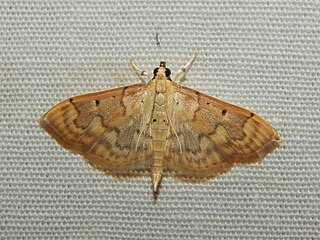 <i>Herpetogramma mutualis</i> Species of moth