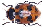 Hippodamia septemmaculata (DeGeer, 1775).jpg