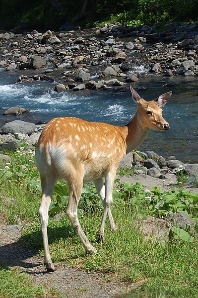 File:Hokkaido Sika Deer.jpg