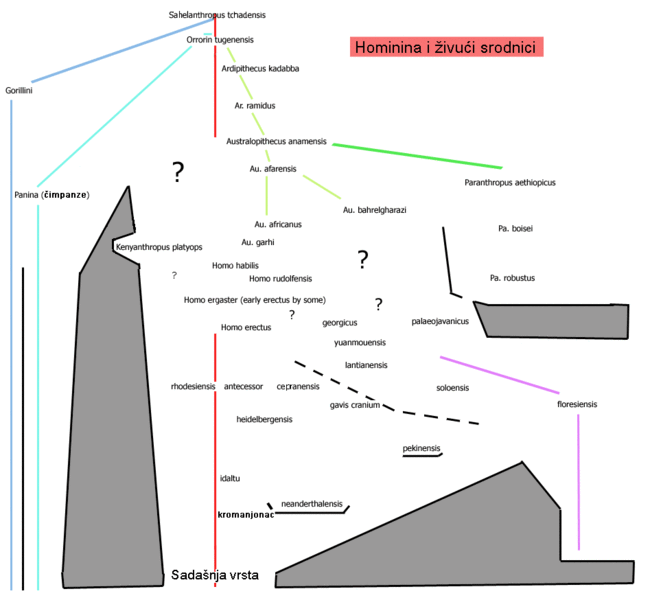 File:Hominintree4-hr.GIF