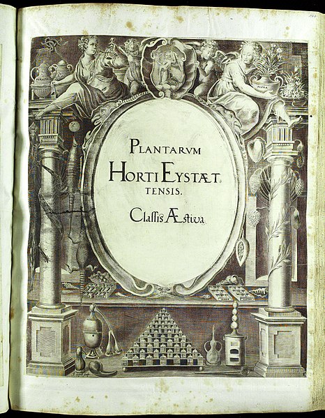 File:Hortus Eystettensis, Vorzeichnungen (MS 2370 2952627) -title Classis Aestiva.jpg