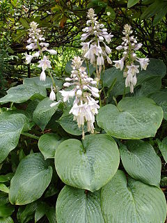 <i>Hosta sieboldiana</i> Species of plant in the genus Hosta