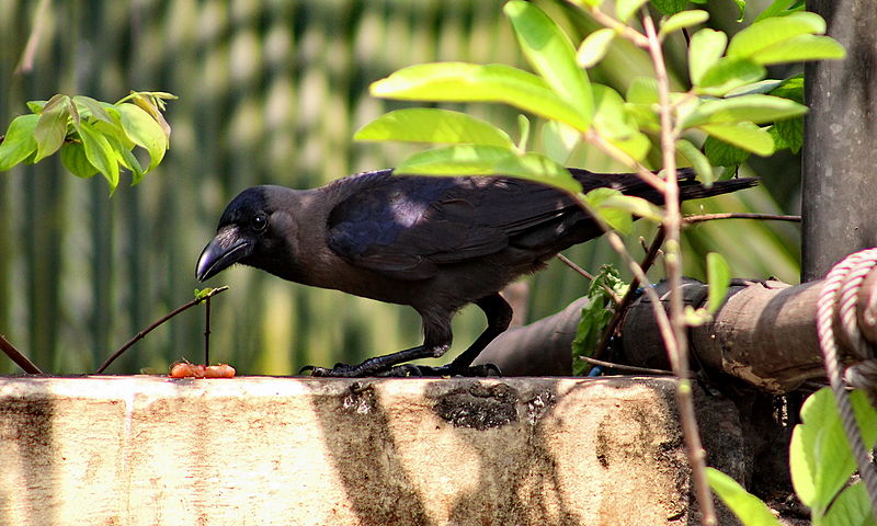 File:House Crow (Corvus splendens) in Shantinagar, Dhaka, Bangladesh, 17 March 2015.JPG