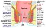 Thumbnail for Anorectal disorder