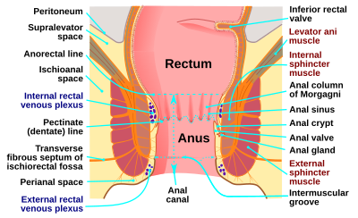 Pictures of the anus