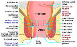 Human anus-en.svg