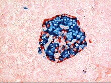 A pancreatic islet that uses fluorescent antibodies to show the location of different cell types in the pancreatic islet. Antibodies against glucagon, secreted by alpha cells, show their peripheral position. Antibodies against insulin, secreted by beta cells, show the more widespread and central position that these cells tend to have. Human pancreatic islet.jpg