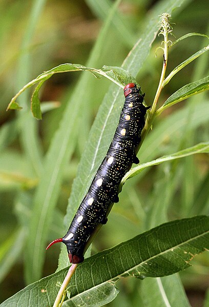 File:Hyles gallii larva.jpg