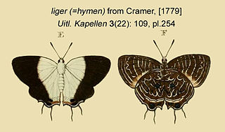 <i>Dapidodigma</i> Butterfly genus in family Lycaenidae