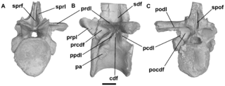 <i>Hypselorhachis</i> genus of reptiles