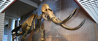 <span class="mw-page-title-main">Steppe mammoth</span> Extinct species of mammal