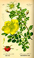 Rosa pimpinellifolia dari buku karya Otto Wilhelm Thomé