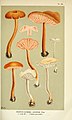 L. laccata (Agaricus laccatus) raamatus Illustrations of British Fungi (Hymenomycetes).