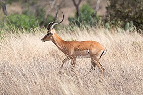 Impala (Aepyceros melampus)