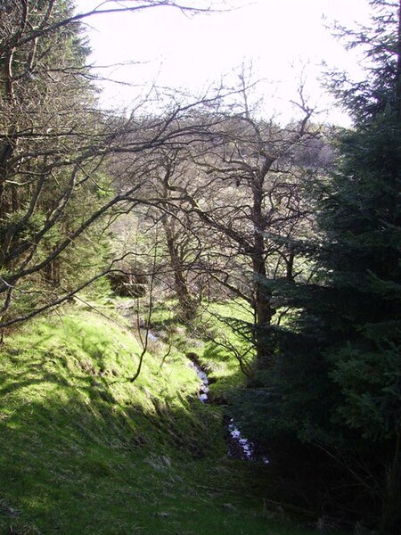 File:In Gisburn Forest - geograph.org.uk - 163922.jpg