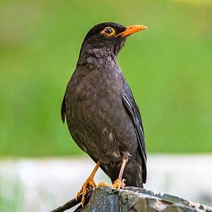 Indian Blackbird