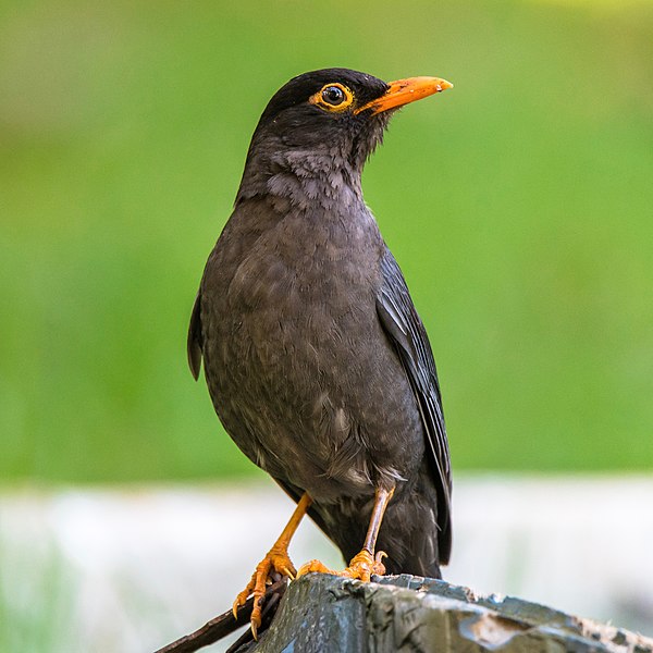 File:Indian Blackbird at Kotagiri.jpg