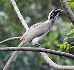 Indian Grey Hornbill I IMG 9029.jpg