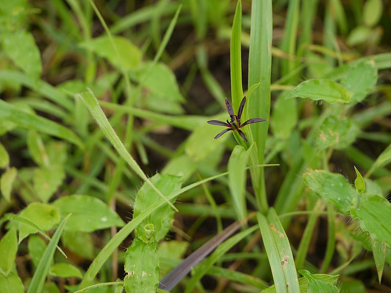 File:Indian grass lily (6031776949).jpg