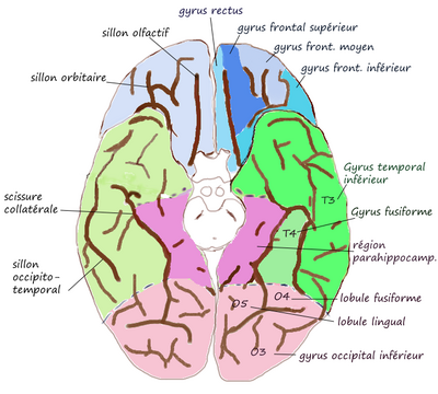 Alsó gyrus.png