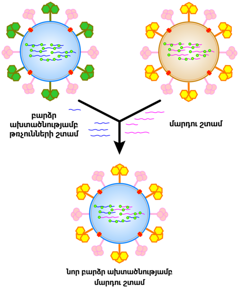 File:Influenza geneticshift (hy).png