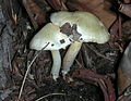 !!Inocybe geophylla!!