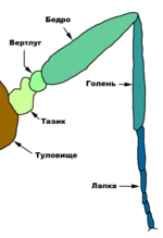 Миниатюра для Ноги насекомых