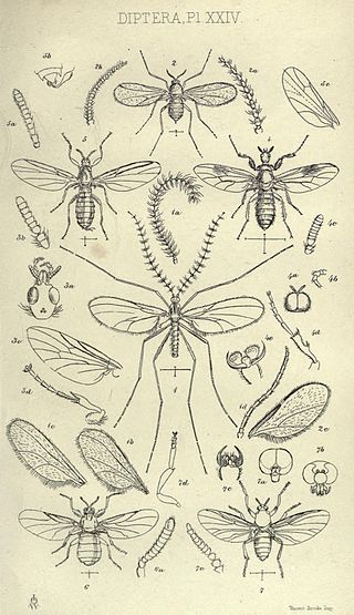 <i>Apiloscatopse bifilata</i> Species of fly