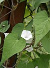 Ipomoea lacunosa1.jpg