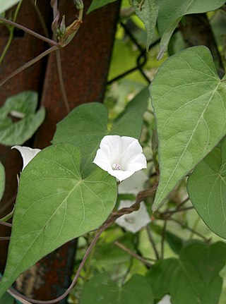 <i>Ipomoea lacunosa</i> Species of flowering plant