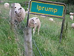 Iprump (Untere Hunte)