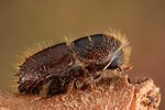 Thumbnail for European spruce bark beetle