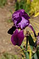 * Nomination Purple Bearded Iris --Ram-Man 02:35, 6 January 2015 (UTC) * Promotion Very Good quality. --Vengolis 03:16, 6 January 2015 (UTC)