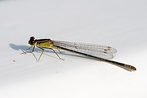 A female of the great pitch dragonfly (Ischnura elegans) from the family slender dragonfly.