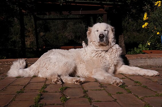 Maremmano-Abruzzese Sheepdog enjoying early morning sun