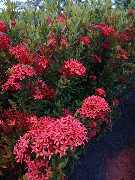 File:Ixora chinensis (190106-1832).jpg