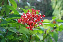 Ixora coccinea czerwona.JPG