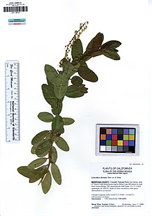 Leucothoe davisiae httpsuploadwikimediaorgwikipediacommonsthu