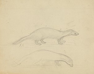 Two Weasels