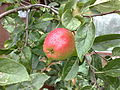 Photograph of James Grieve apple on the tree