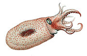 單盤蛸亞科（英語：Bolitaeninae）物種