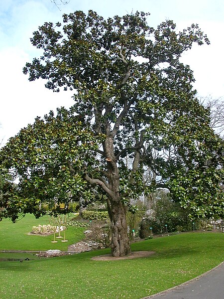 File:Jardin des plantes Nantes-Magnolia Hectot.jpg